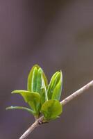 a fresh branch with green leaves in the forest photo