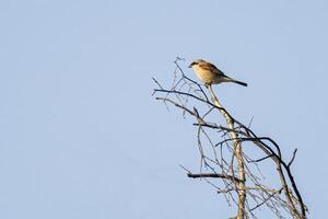 a red shrike on a branch in nature photo