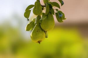 a delicious juicy pear on a tree in the seasonal garden photo