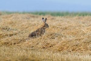 un joven liebre en un cosechado campo foto