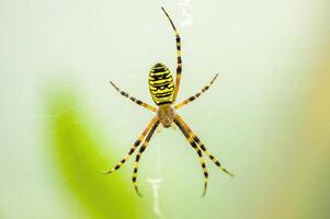 un pequeño araña insecto en un planta en el prado foto