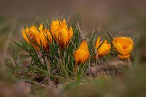 colorful crocus flower bloom in spring photo