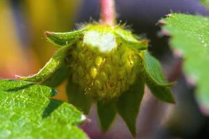 a young fruit of a strawberry plant photo