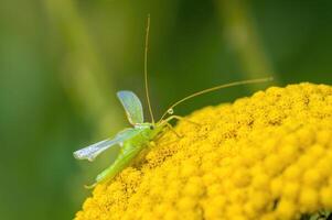 un pequeño saltamontes insecto en un planta en el prado foto