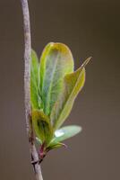 a fresh branch with green leaves in the forest photo