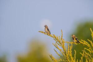 a goldfinch on a branch in nature photo