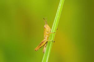 un pequeño saltamontes insecto en un planta en el prado foto