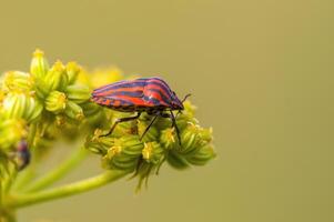 un pequeño escarabajo insecto en un planta en el prado foto