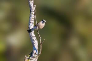 a red shrike on a branch in nature photo