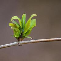 a fresh branch with green leaves in the forest photo