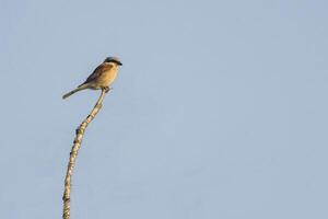 a red shrike on a branch in nature photo