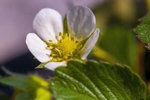 a young fruit of a strawberry plant photo