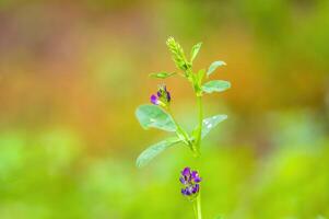 a fresh branch with green leaves in the forest photo