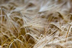 golden ears of barley in a field photo
