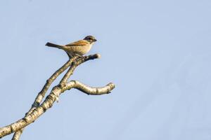 a red shrike on a branch in nature photo