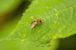 un pequeño avispa insecto en un planta en el prado foto