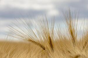 golden ears of barley in a field photo