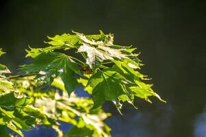 a fresh branch with green leaves in the forest photo