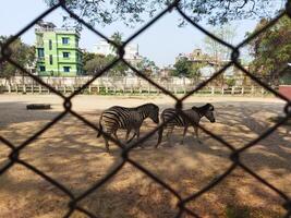 two zebras are standing in a dirt field photo