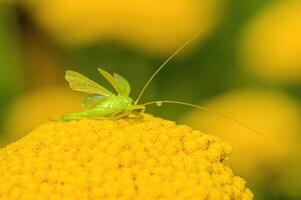 a Small grasshopper insect on a plant in the meadow photo