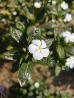 a white flower with green leaves and a yellow center photo