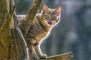 retrato de un linda gato mientras relajante foto