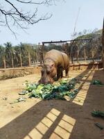 un grupo de hipopótamos son comiendo a el zoo foto