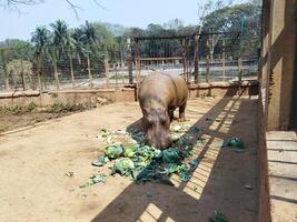 A group of hippos are eating at the zoo photo