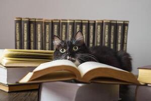 concepto de lectura. mundo libro día. gato con libros alrededor fingiendo a leer. foto