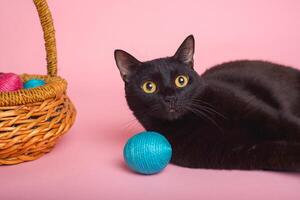 Black cat with easter eggs on pink background. Funny Easter background. photo