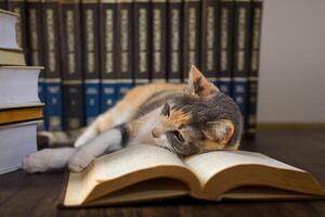 concepto de lectura. mundo libro día. gato con libros alrededor fingiendo a leer. foto