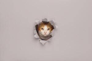 Orange and white cat peeks through a torn paper background. Surprise concept. photo