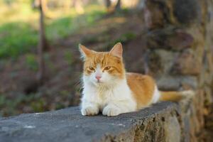 amarillo y blanco gato acostado en un Roca cerca. retrato de gato al aire libre. foto