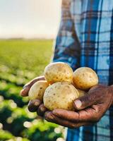 Close up of farmer holding potatoes in hands on harvest field background at sunset. photo