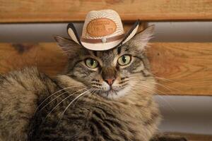 Cat wearing Mexican hat. Rustic wooden background. Cinco de mayo background. photo