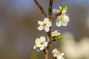 a Branch with white cherry blossom buds photo