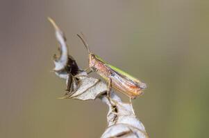 un pequeño saltamontes insecto en un planta en el prado foto