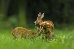 a young female deer on a green meadow photo