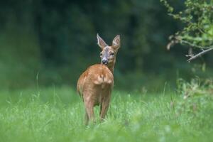 a young female deer on a green meadow photo