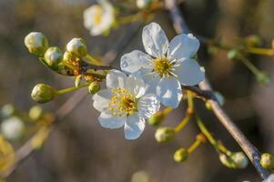 fresh spring blossoms at the beginning of the year photo