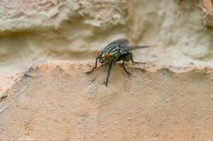 un pequeño mosca insecto en un planta en el prado foto