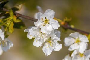 a Branch with white cherry blossom buds photo