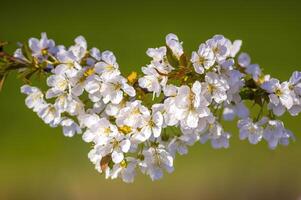 un rama con blanco Cereza florecer brotes foto