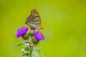 a Small butterfly insect on a plant in the meadow photo