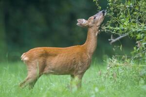 a young female deer on a green meadow photo