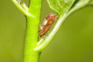 a Small larvae insect on a plant in the meadow photo