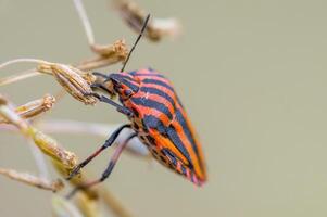 a Small beetle insect on a plant in the meadow photo