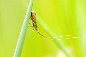 a Small butterfly insect on a plant in the meadow photo