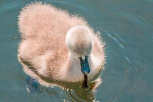 a family of swans on a pond photo