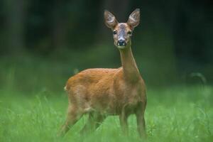 a young female deer on a green meadow photo